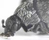 Anthrenus sp.